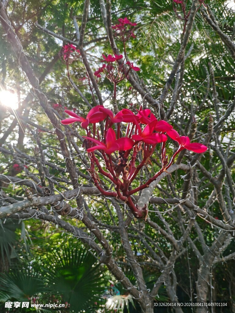 林间红花盛放
