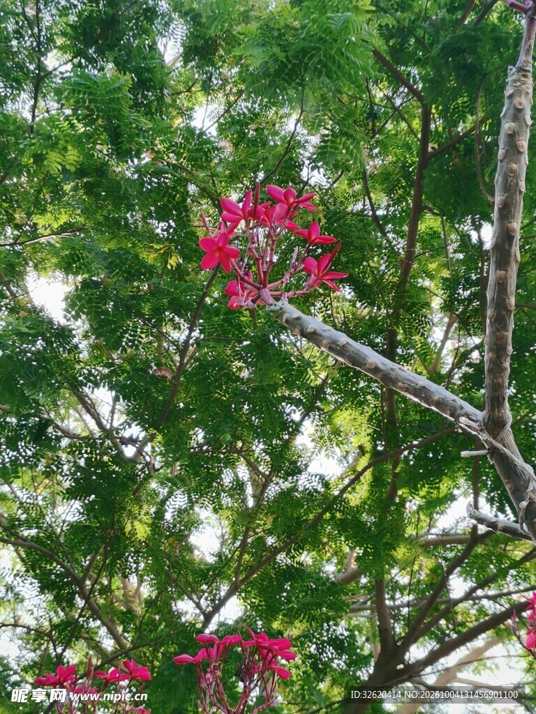 绿树丛中红花点缀
