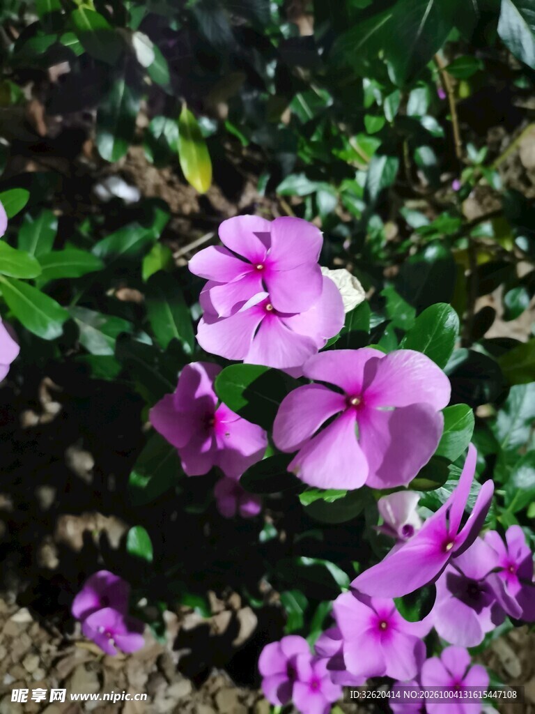 户外紫色花卉