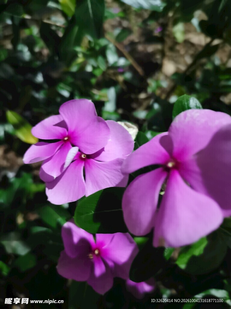 紫色长春花特写