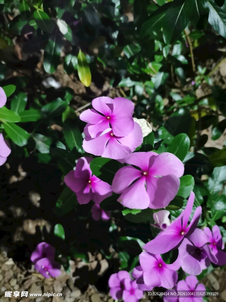 户外粉紫长春花