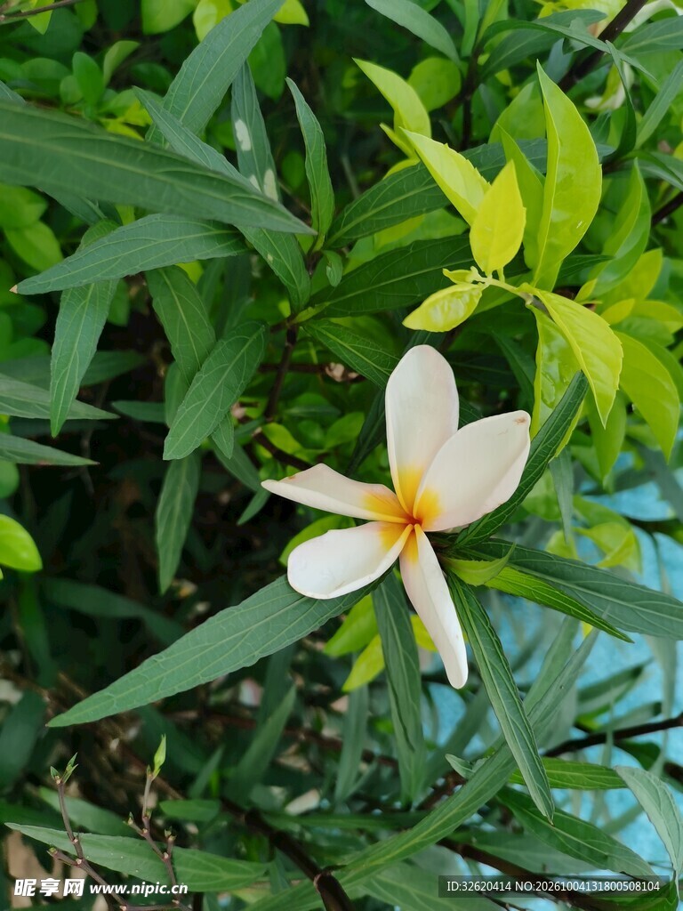 绿叶丛中鸡蛋花