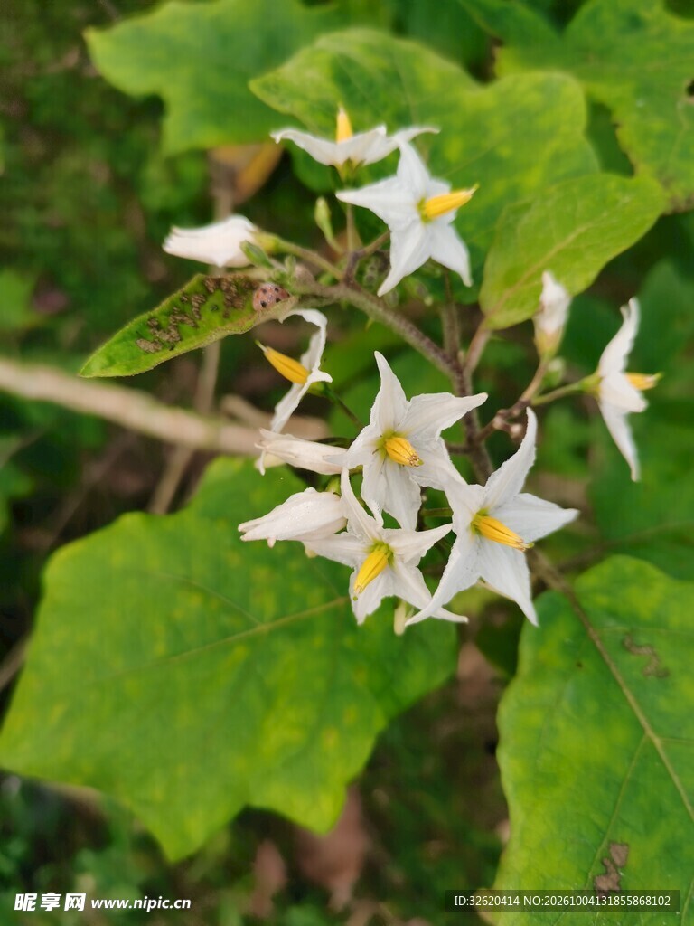 山野白色星状小花