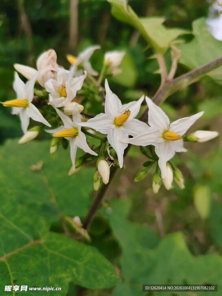 山野白色星状花簇