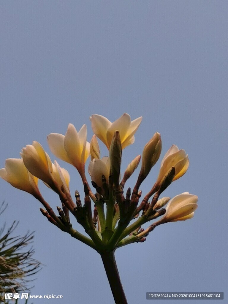 晴空下的鸡蛋花簇