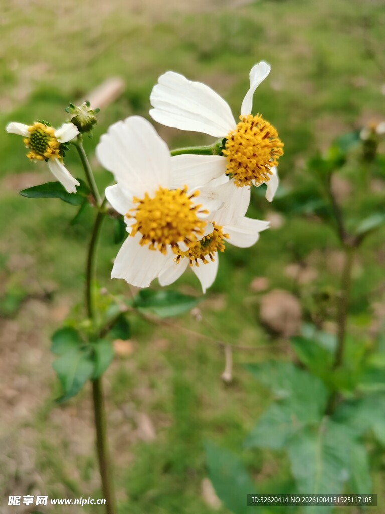 户外清新小白花