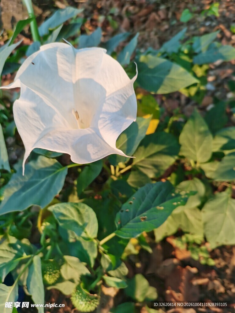 白色曼陀罗花