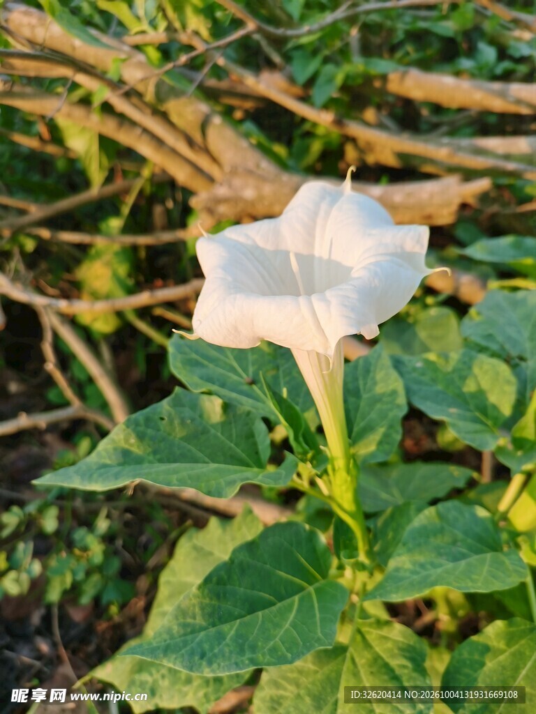 野外白色曼陀罗花