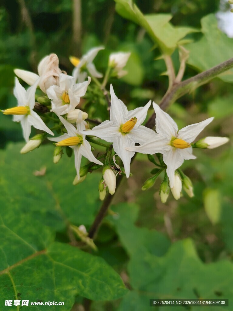 野生白色星形小花