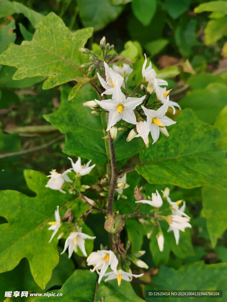绿叶丛中白色星形花