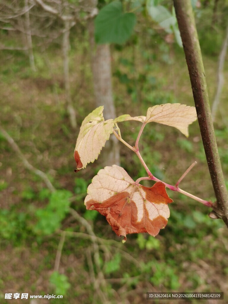 秋日林间枝头枯叶