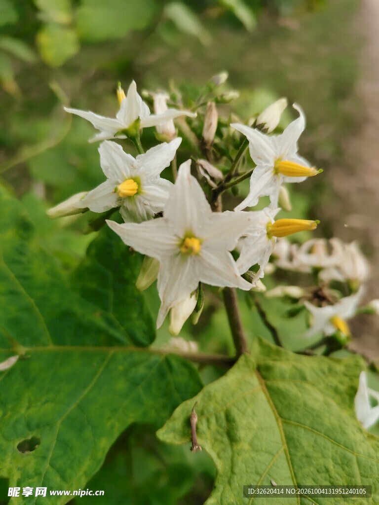 白色星形野花