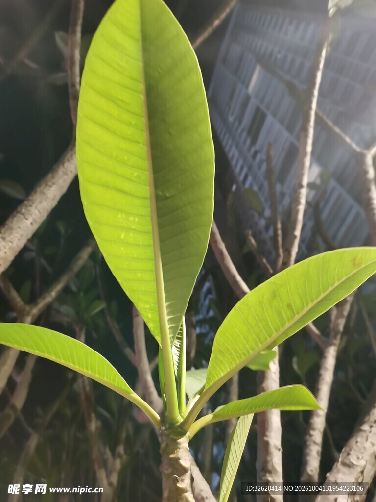 鲜绿鸡蛋花叶片