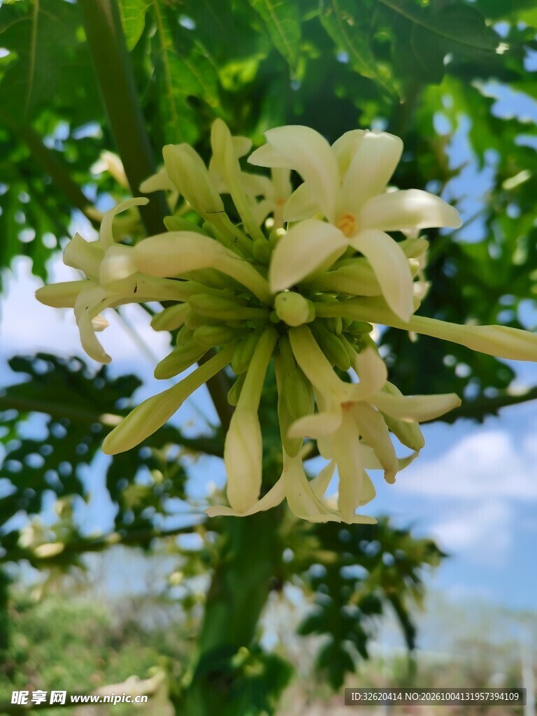 户外浅色花簇