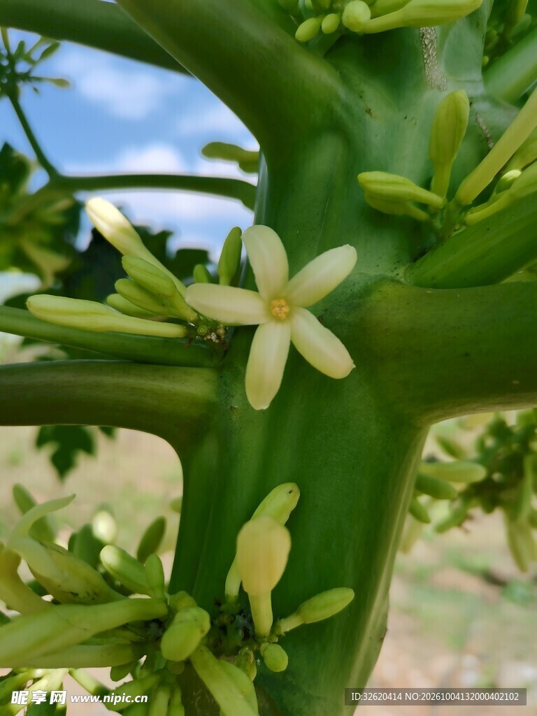 木瓜白色小花