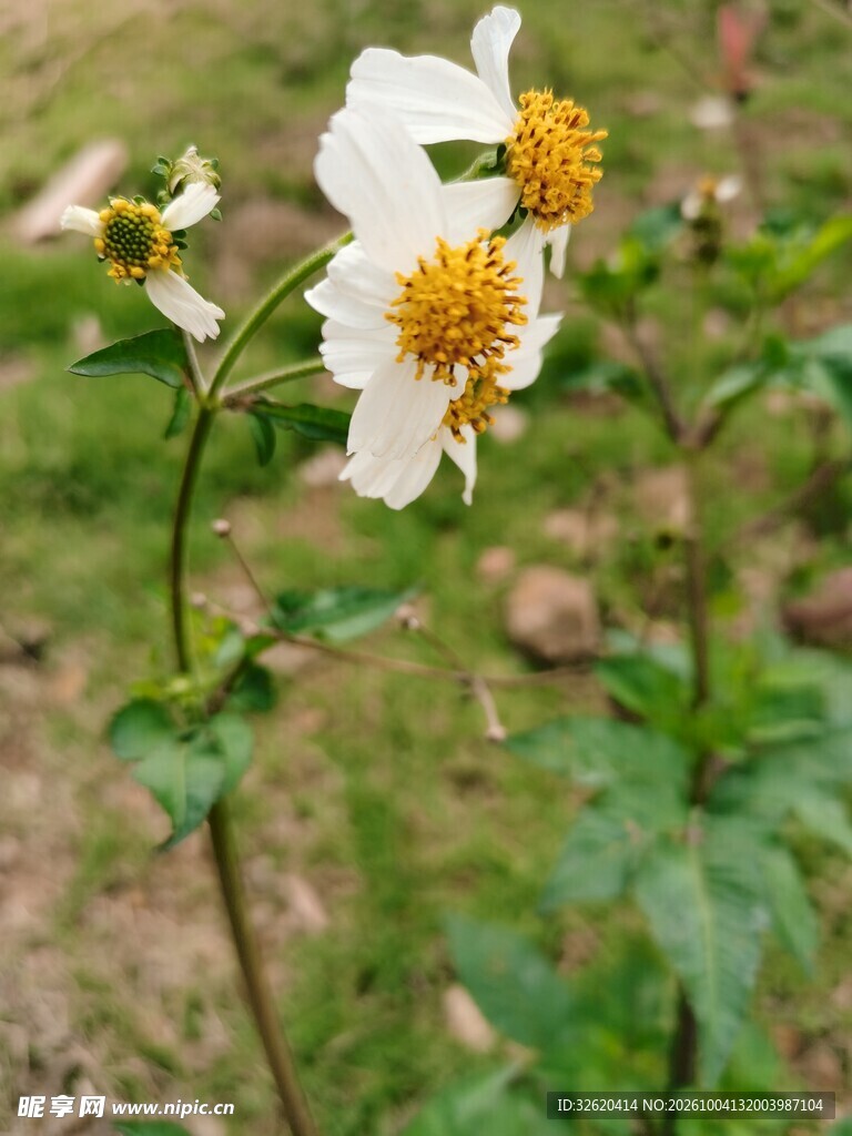 白色野花