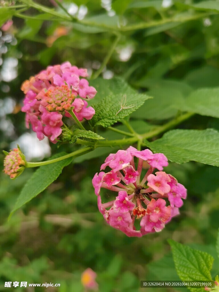 马缨丹