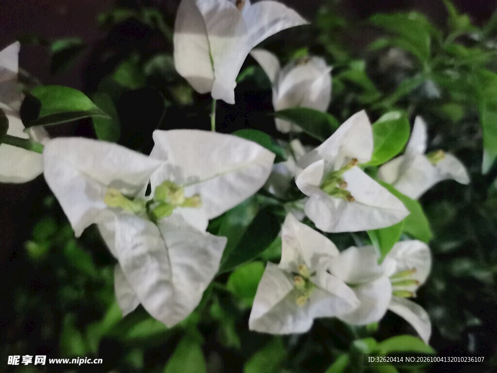 白色三角梅花卉