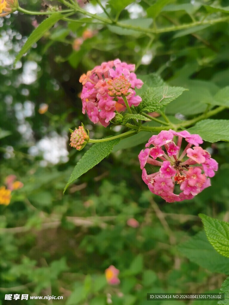 马缨丹