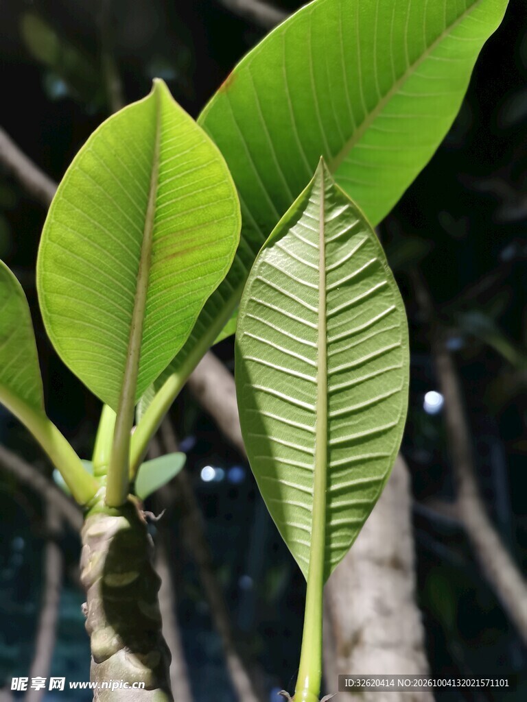 鸡蛋花树叶