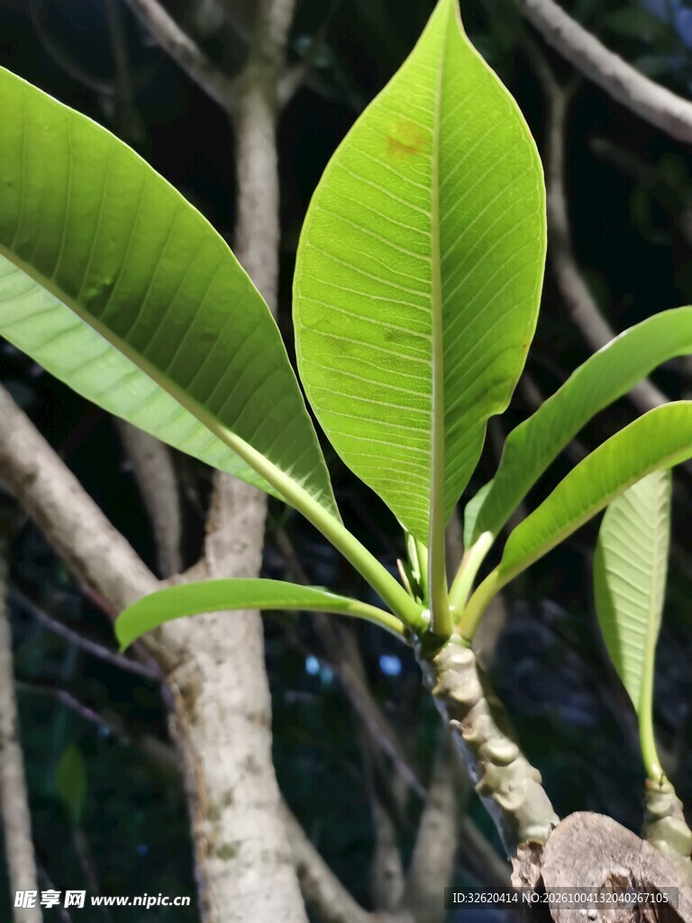 鲜绿树叶