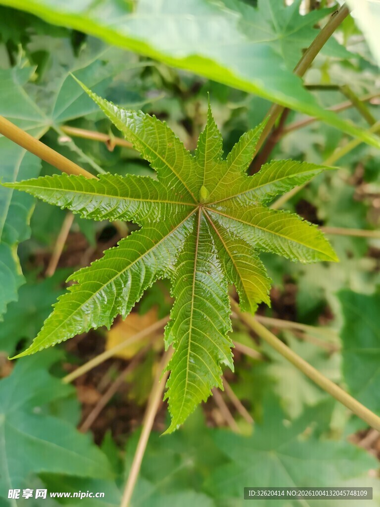 掌状绿叶