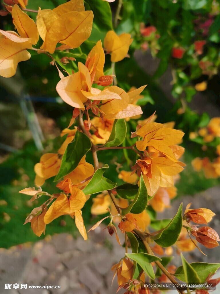 三角梅