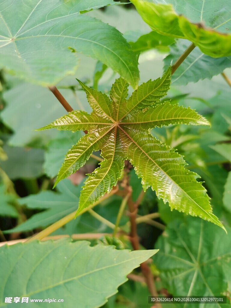 新生嫩叶
