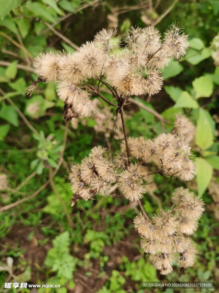 穗状绒花