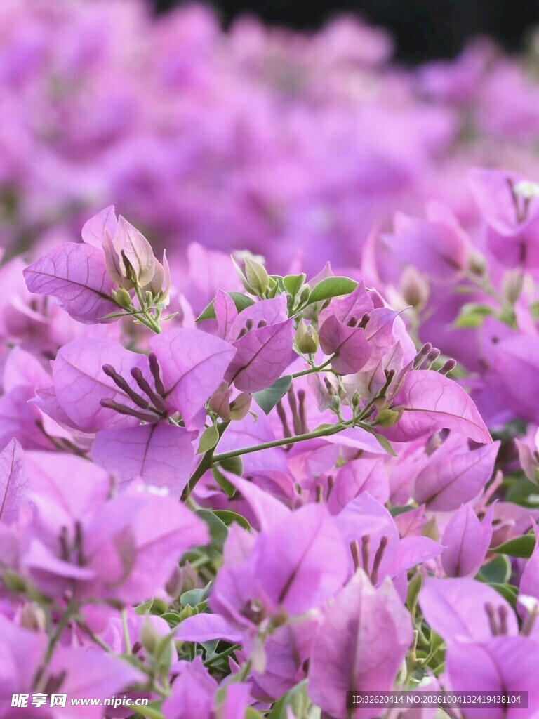 三角梅