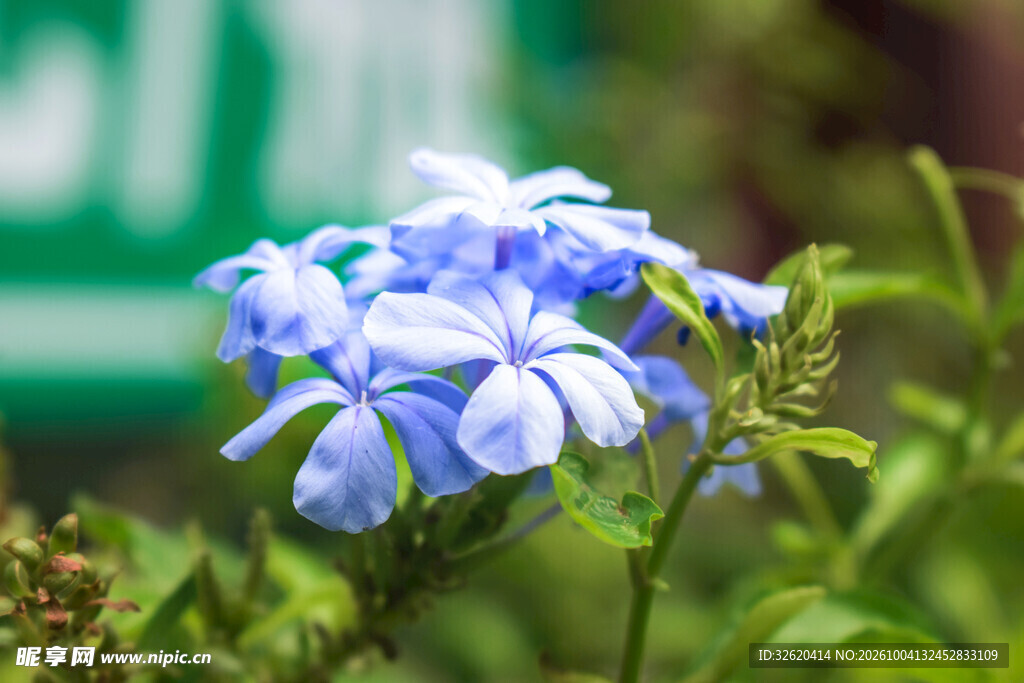 蓝雪花