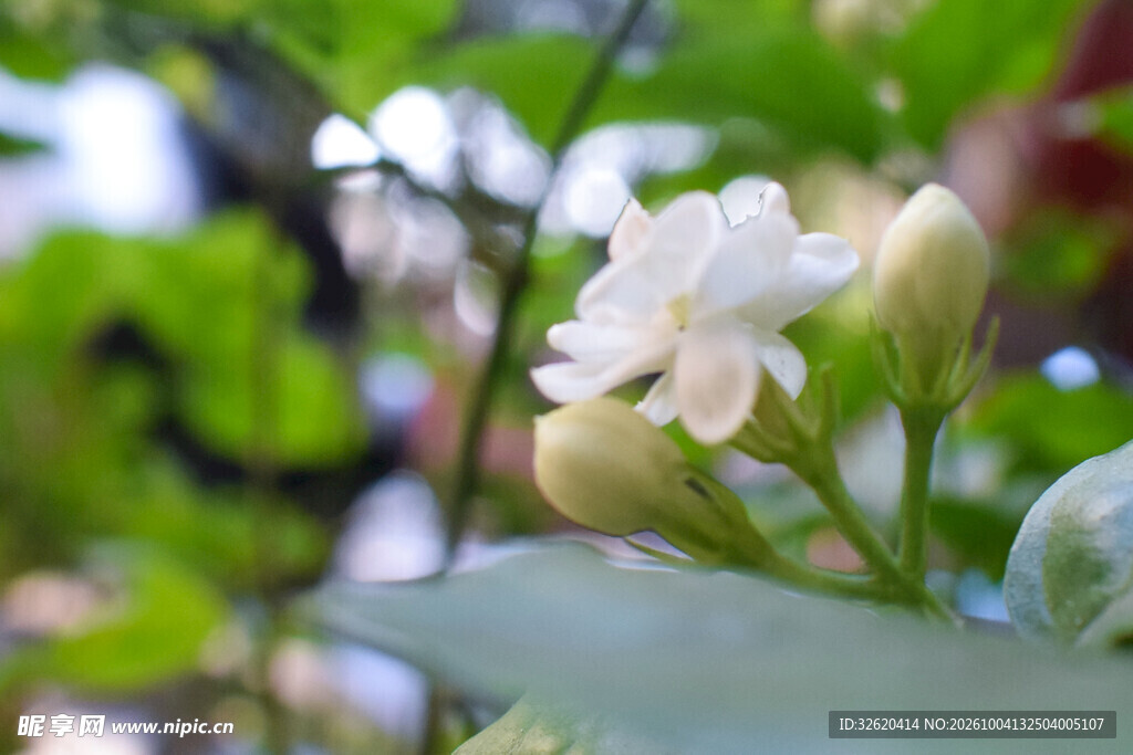 朦胧白花