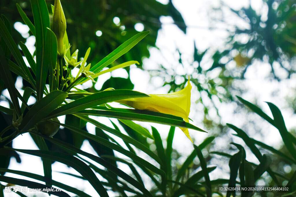 仰拍黄花夹竹桃