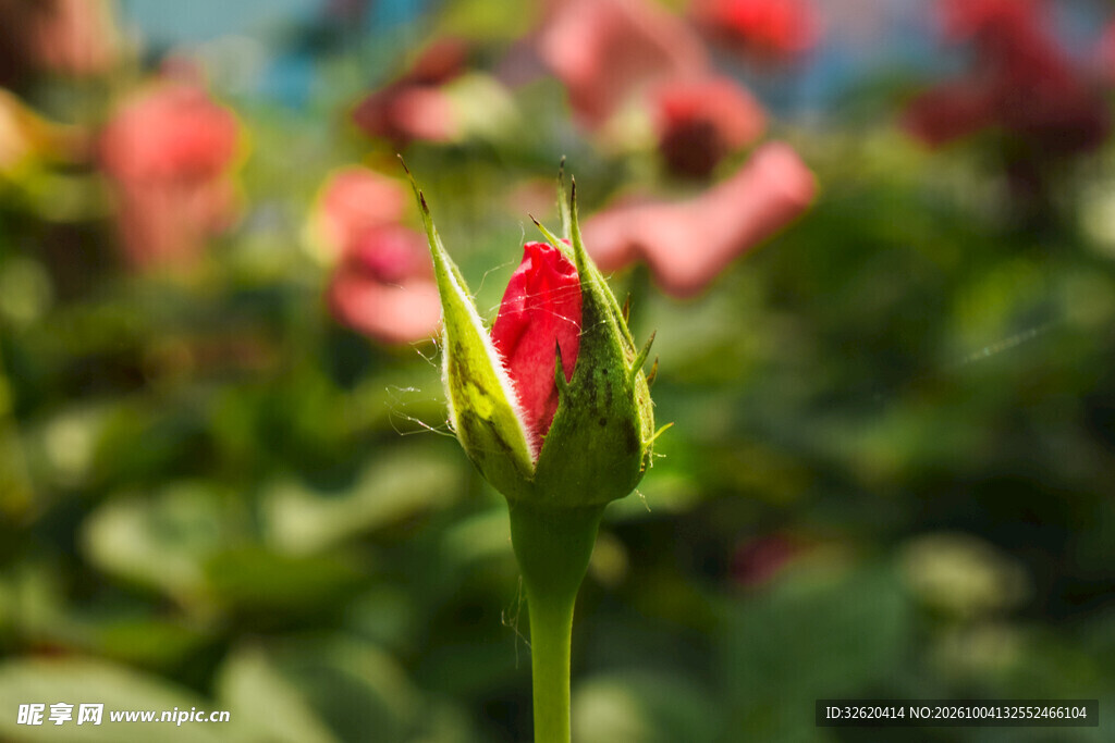 红色玫瑰花苞