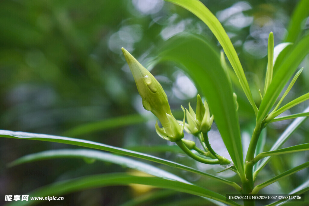 春日绿植新芽