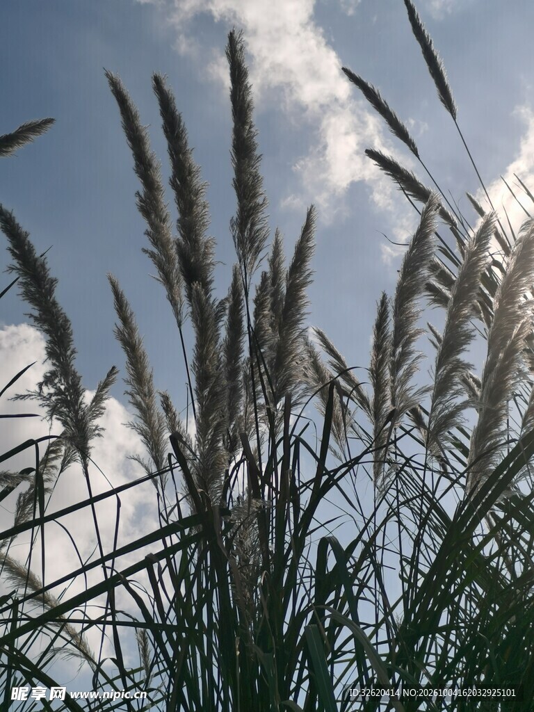 蓝天映衬下的草穗