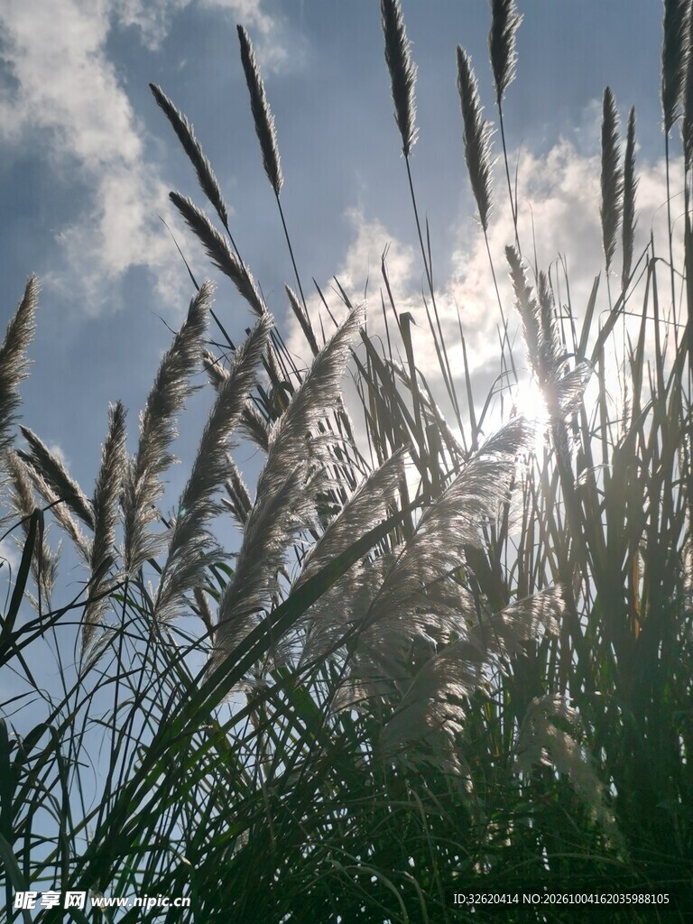 晴空下的野草