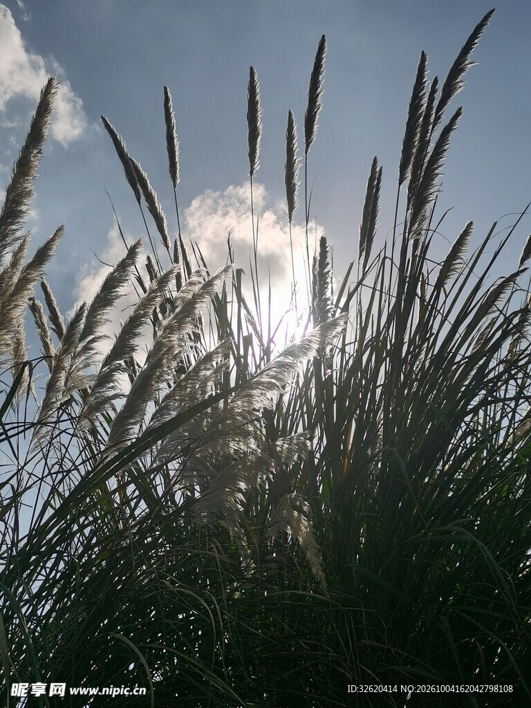 草丛逆光晴空小景