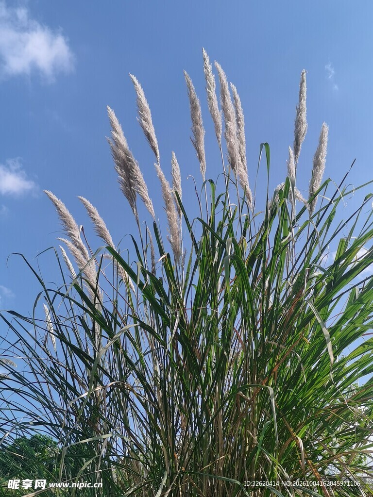 蓝天下的蒲苇