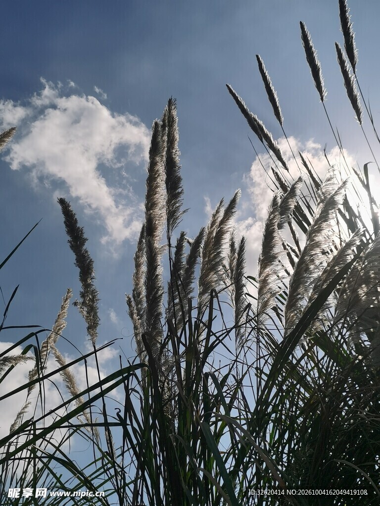 晴空下的野草穗