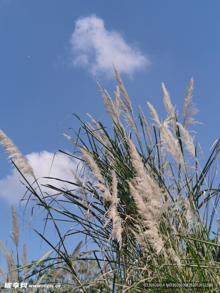 蓝天下的茅草