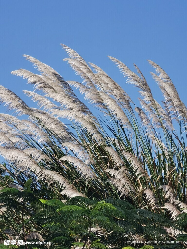 蓝天下的茅草花穗