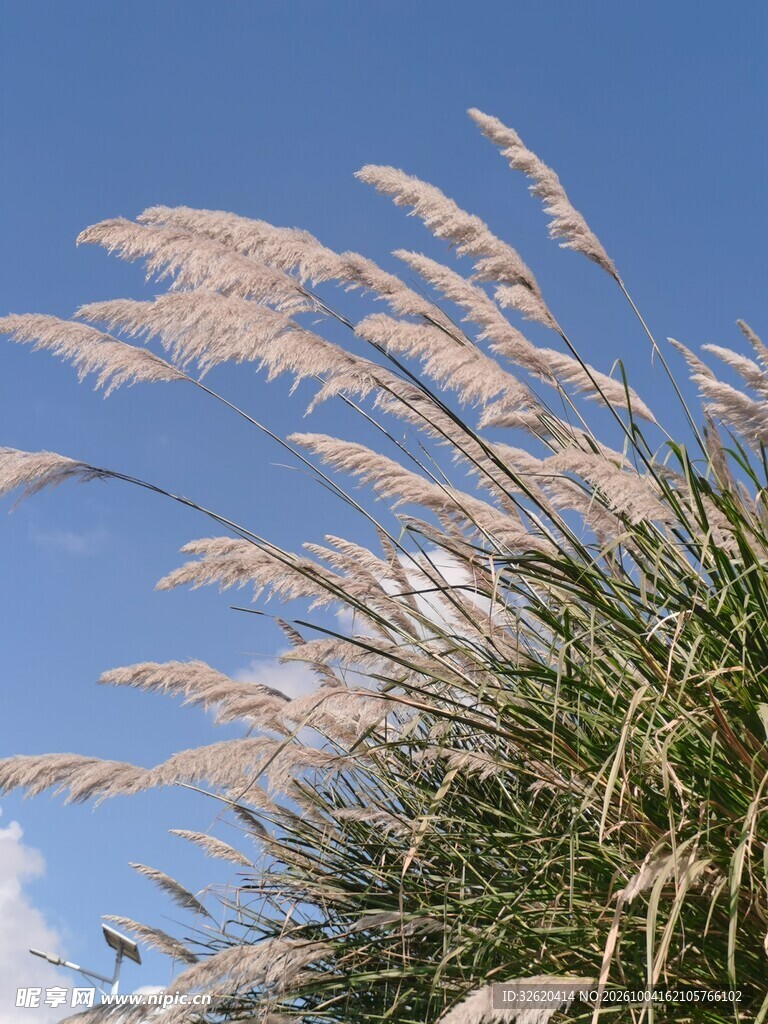 蓝天下摇曳的蒲苇