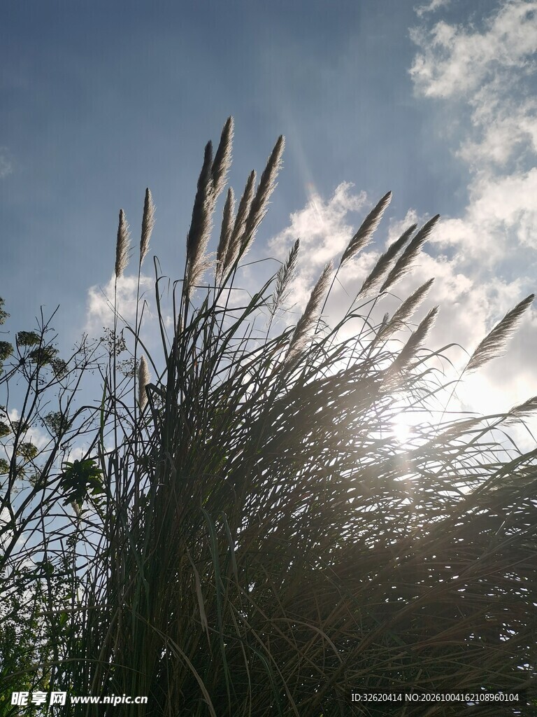 晴空下的芦苇