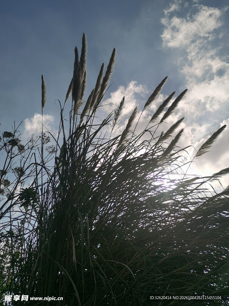 晴空下的野生草穗