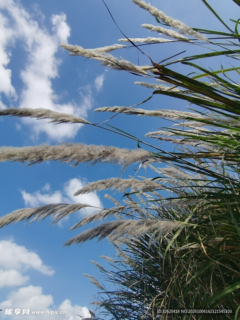 蓝天下的野生茅草