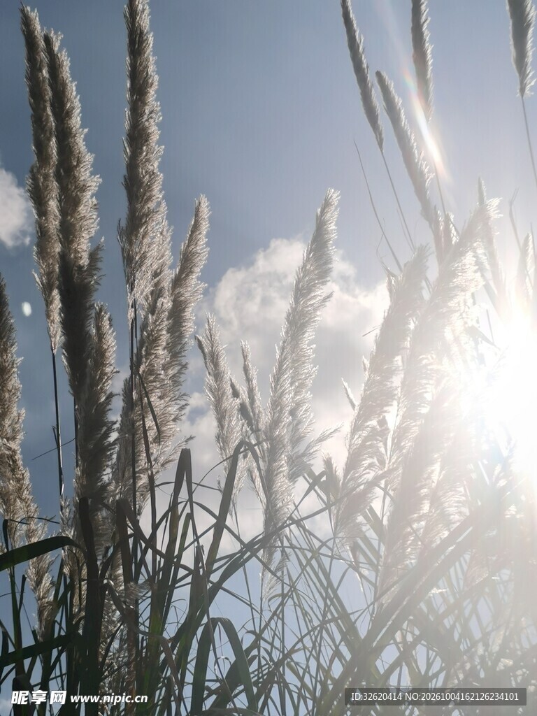 晴日逆光下的野草