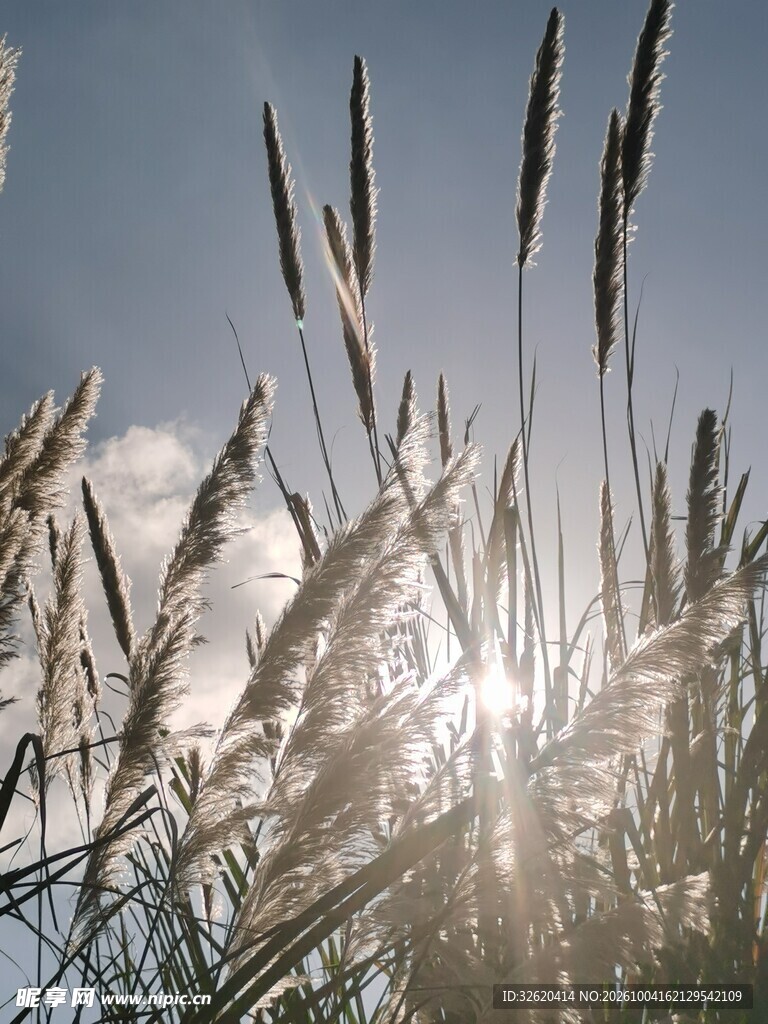 逆光野草与晴空