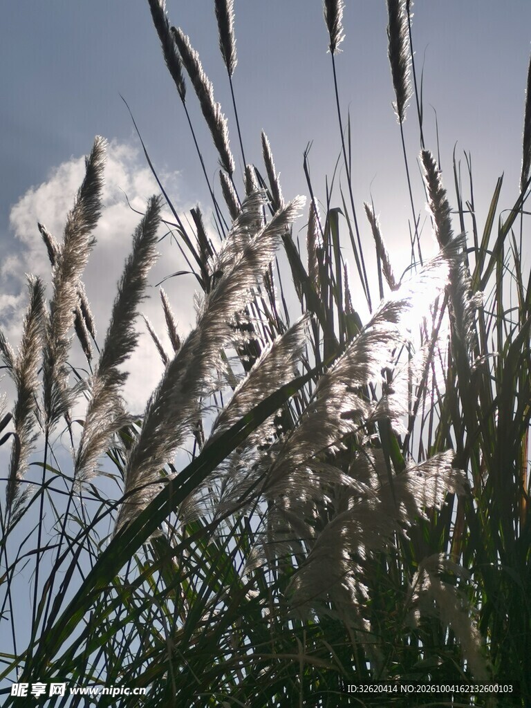 晴空下的芦苇