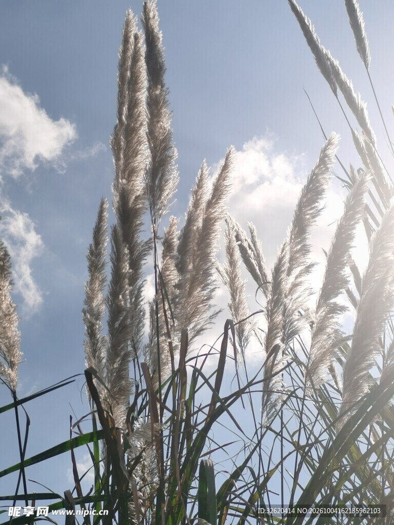 蓝天下的芦苇穗